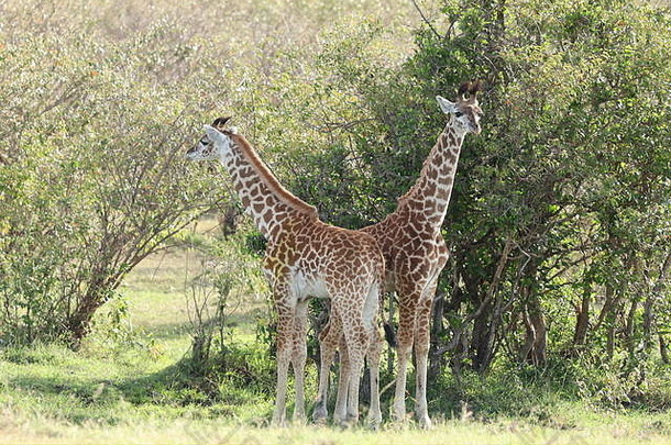 年轻的长颈鹿非洲萨凡纳