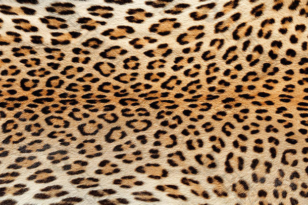 豹（Panthera pardus）皮肤的特写镜头