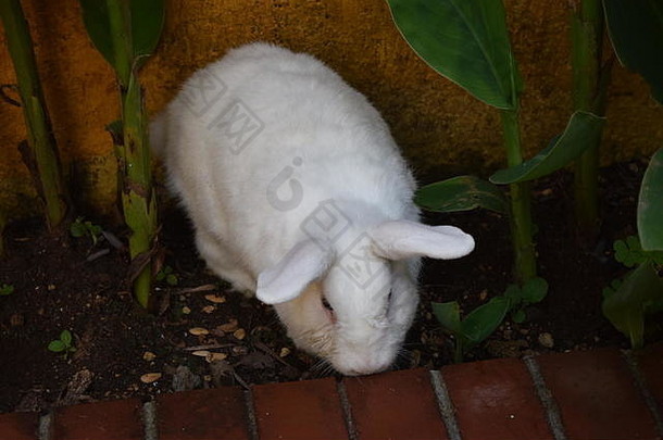 躲在花园里的家养白兔，危地马拉