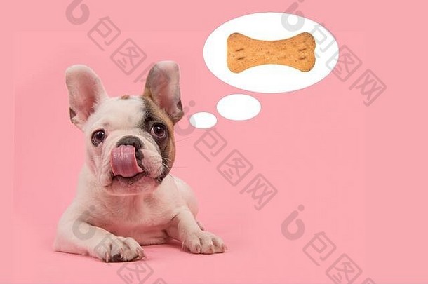 可爱的法国斗牛犬小狗躺在粉红色的背景上，舌头从嘴里伸出来舔着嘴，脑子里想着一块骨头形状的饼干