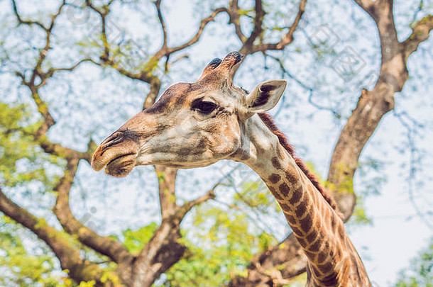 在非洲美丽的风景中，长颈鹿在树上吃东西
