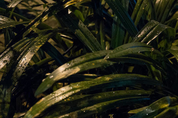 这是一张在夜间拍摄的，明亮的绿色树叶仍然被雨水淋湿