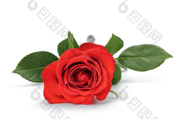 明亮的红色的玫瑰孤立的白色