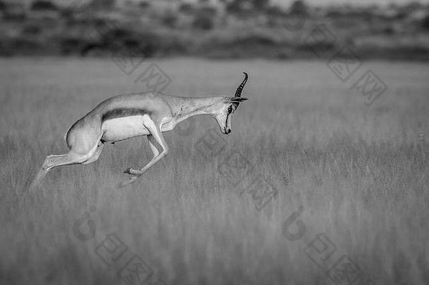 博茨瓦纳卡拉哈里野生动物保护区中央的白纸黑字跳羚。