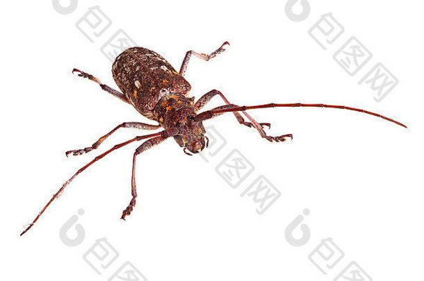 卡罗莱纳松锯木匠成虫，天牛科长角甲虫的一种，分离自ag