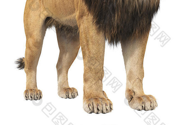 狮子爪非洲野兽，近景