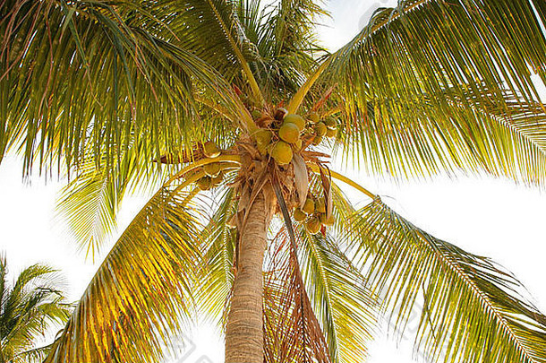 椰子树，树，低角度视图，穆杰雷斯岛，坎昆，墨西哥