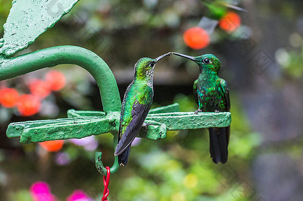 绿色蜂鸟科斯塔黎加