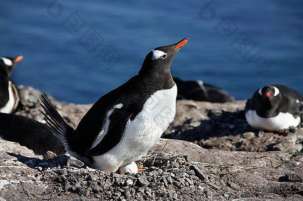 南极的一个Gentoo企鹅（Pygoscelis巴布亚）殖民地