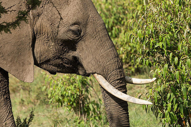 马赛马拉草原上，大象正在吃树上的食物