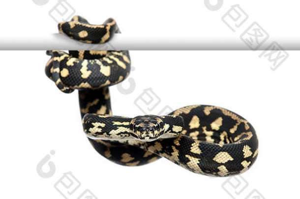 丛林地毯蟒蛇，白色背景下的Morelia spilota cheynei