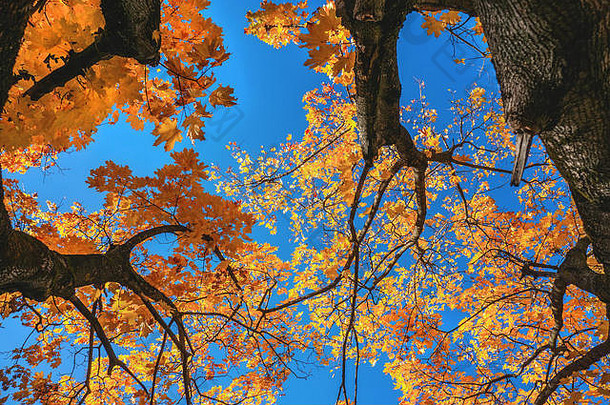 黄色的秋天颜色树叶分支黄色的叶子蓝色的万里无云的天空复制空间背景