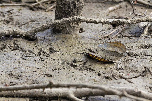 干泥泞磨坊池塘床上的淡水肌肉部分排干，以便工人们为燕鸥筑巢建造一个岛。各种水禽的足迹依然存在。