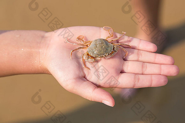 小螃蟹放在孩子的手上，海边