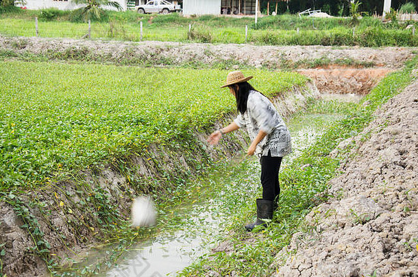 黄昏时分，泰国一名妇女在花园里种树种菜后，用水桶给树浇水