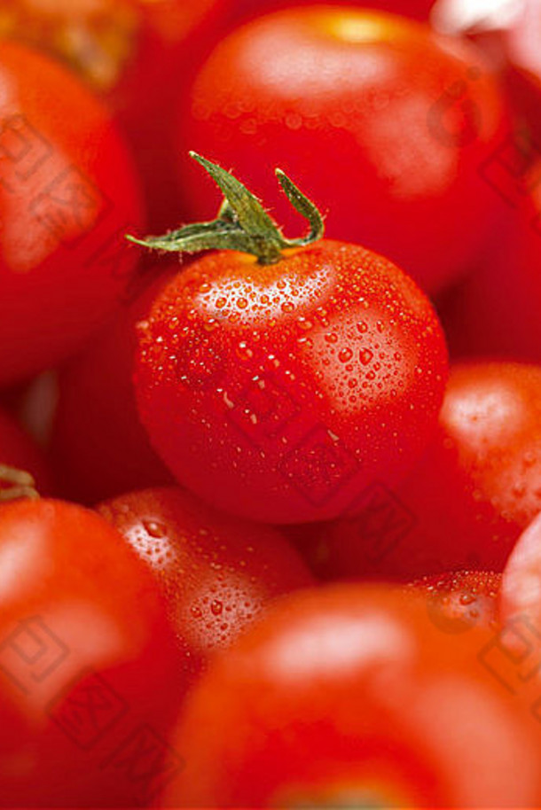 集团樱桃西红柿水喷雾
