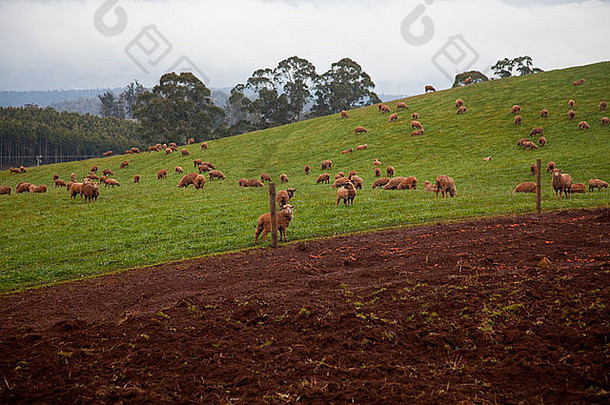 群羊羊肉放牧场塔斯马尼亚澳大利亚