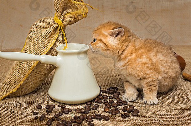 小猫和咖啡