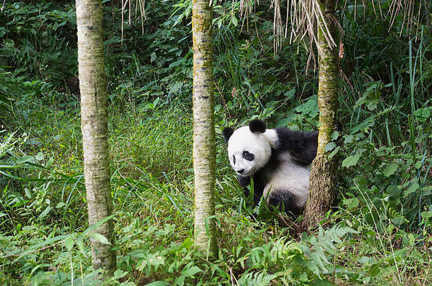 中国大熊猫保护研究中心两岁幼年大熊猫（Ailuropoda melanoleuca）