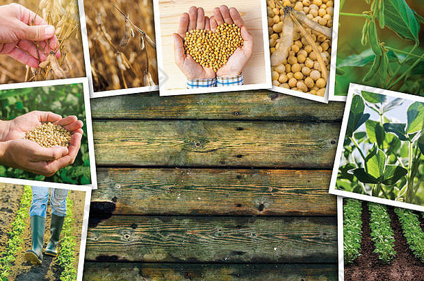 农业中的大豆种植图片拼贴在木质背景上作为空间