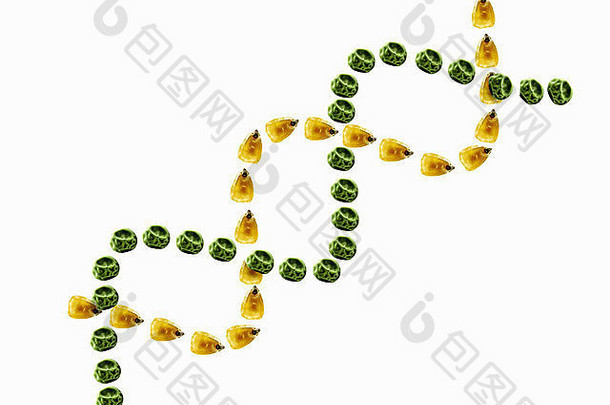 双螺旋玉米豌豆基因工程