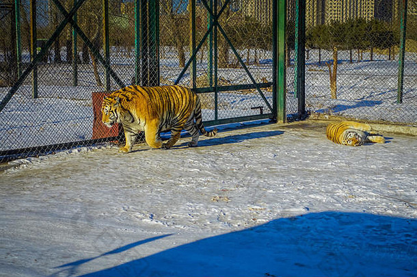 中国<strong>哈尔滨</strong>的西伯利亚老虎公园