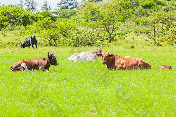 在炎热的夏天，奶牛、牛和动物在开阔的农田里休息。