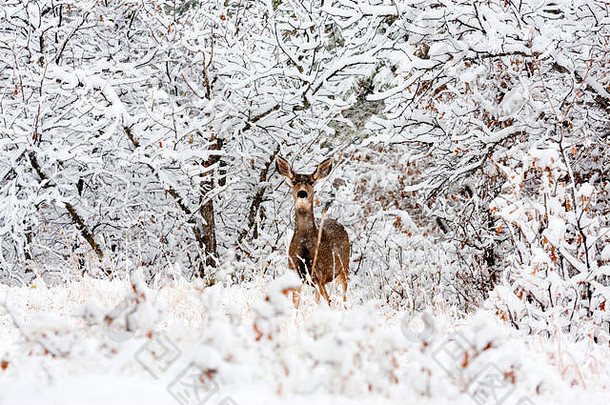 骡鹿勇敢地面对科罗拉多州寒冷的冬季暴风雪吗