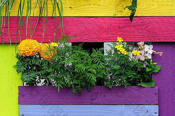 花儿和五颜六色的木制背景