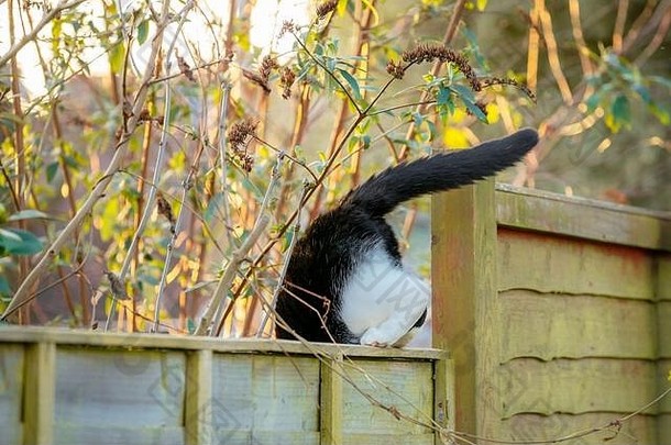 黑白相间的猫从花园的篱笆上跳下来