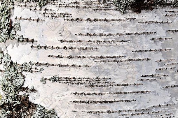 桦木树皮纹理自然背景纸特写镜头桦木树木纹理模式桦木树皮