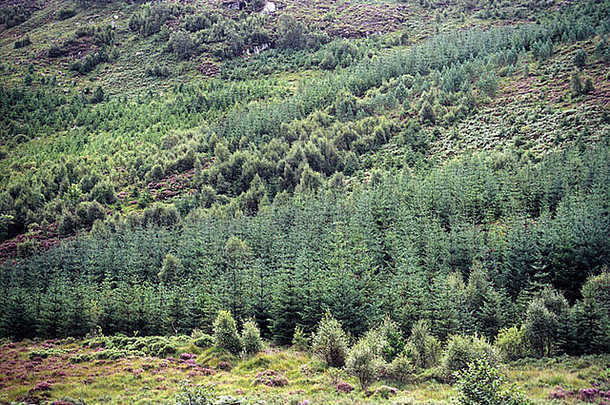 橡木树古老的阿里恩德尔国家自然储备橡木森林史龙天苏格兰商业城区山坡上高地
