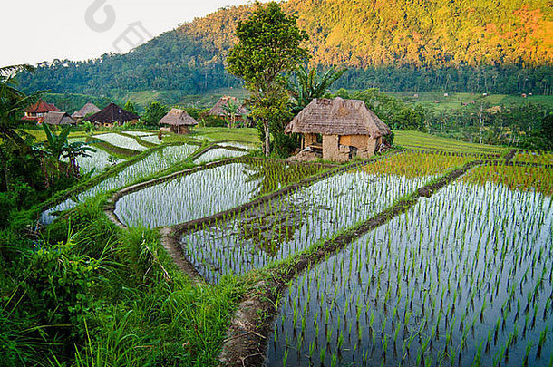 塞德曼，<strong>巴厘岛</strong>是地球上最美丽的山谷之一。一眼望去，绿色的梯田生机勃勃。