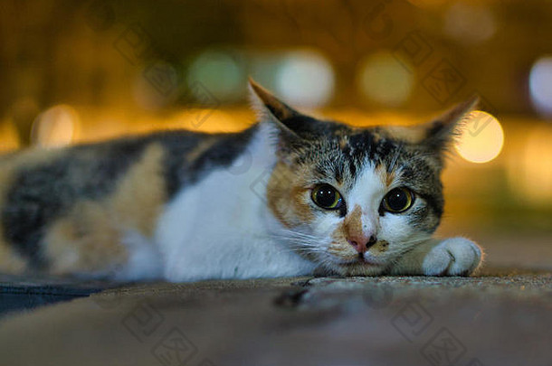 可爱的，不可抗拒的，引人注目的街头猫，五颜六色的皮毛和迷人的可爱。