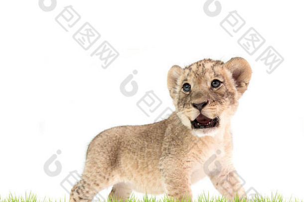 婴儿狮子豹属利奥绿色草孤立的白色背景