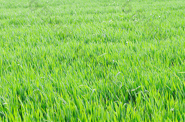 生动的绿色小麦场春天阳光