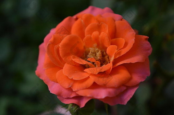 美丽的多色真<strong>玫瑰</strong>。克西洛卡斯特罗，科林托斯，希腊