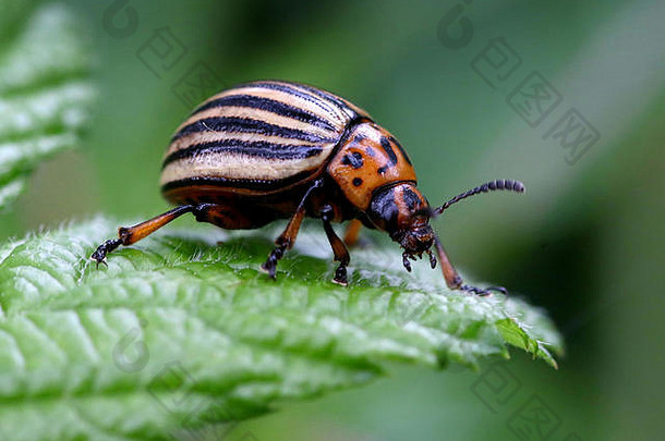 科罗拉多马铃薯甲虫（Leptinotarsa decemlineata）是欧洲的一种有害<strong>入侵物种</strong>