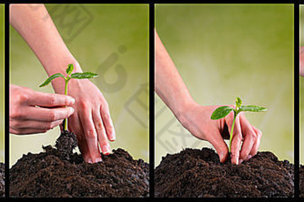 集合中播种和植物生长的概念