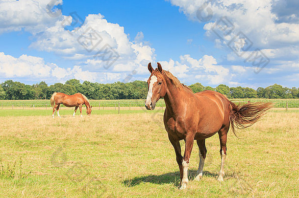 马关闭一边照片绿色草地挥舞着尾巴马树背景