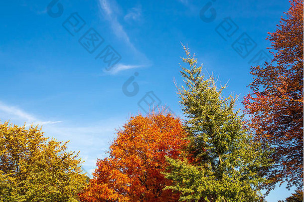 树完整的树叶颜色秋天北美国
