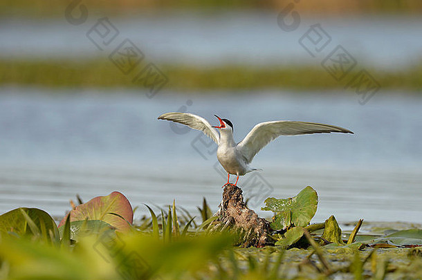 五月，罗马尼亚多瑙河三角洲，一对普通燕鸥（Sterna hirundo）站在水中的树桩上，<strong>展翅飞翔</strong>
