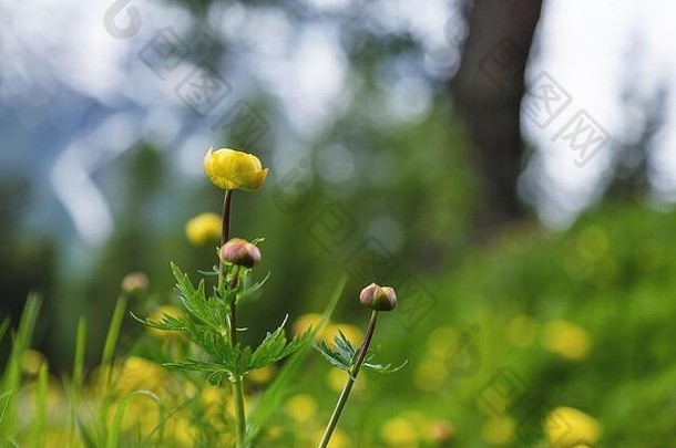 高山山森林黄色的花globeflowers目前欧罗巴瑞士自然背景春天夏天概念