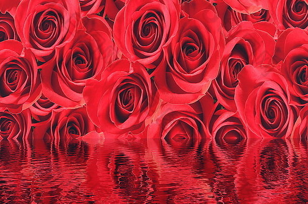 红色美丽的玫瑰与水反射的背景