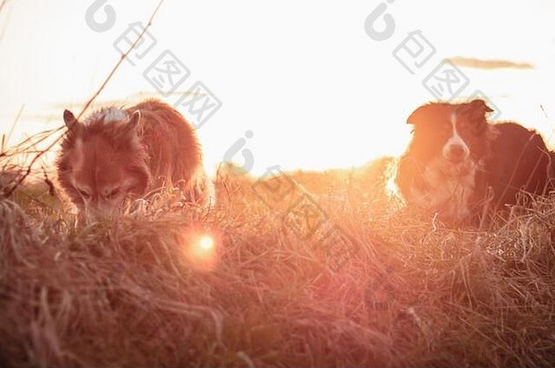 躺在阳光下的红边牧羊犬