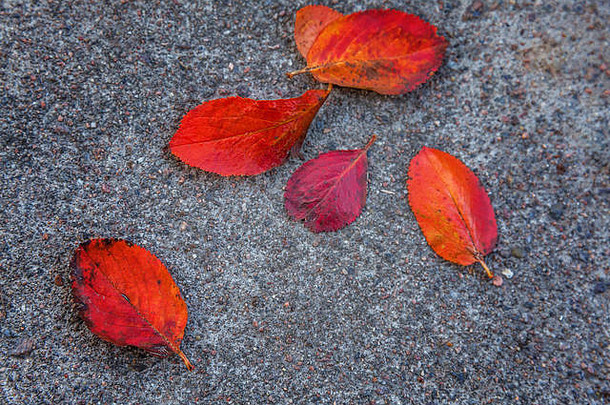 在花园或公园里，红色橙色叶子躺在人行道上的自然秋景特写。灵感自然<strong>十月</strong>或<strong>九</strong>月壁纸。季节观念的转变