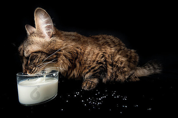 罕见的小矮人品种猫喝牛奶黑色的背景