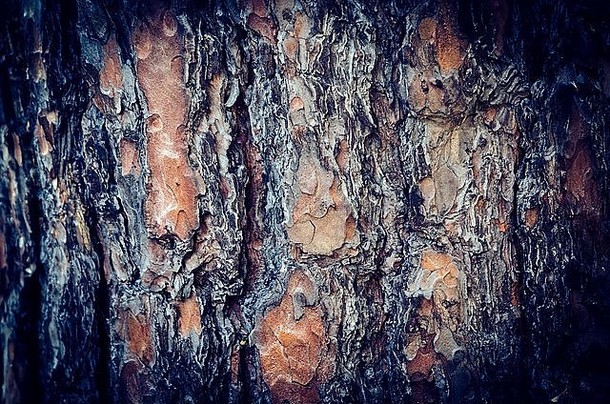 树树皮纹理特写镜头木背景
