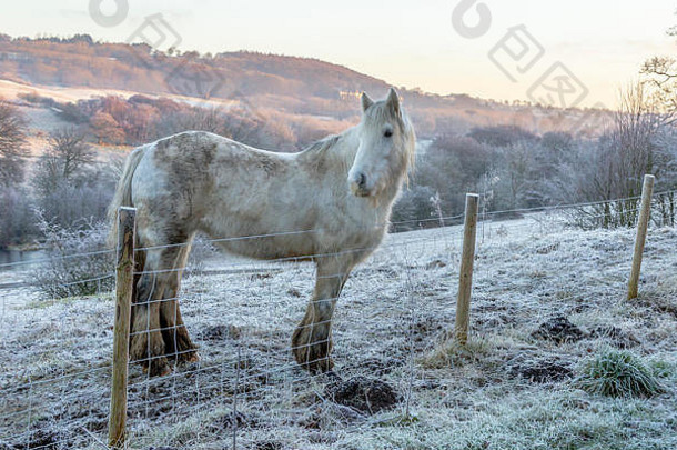 一个寒冷的早晨，一匹白马从篱笆上看过去。