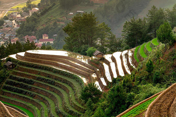 越南延白省木仓寨水季美丽的梯田稻田。为水稻种植准备的